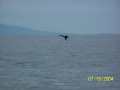Whales